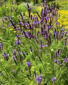 Kanári levendula - Lavandula canariensis